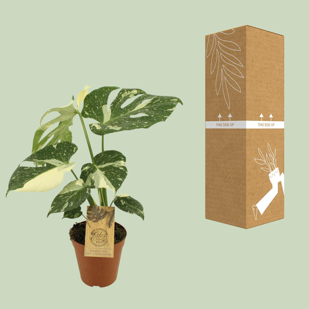 Monstera Thai Constellation (plante percée) – Ø15 cm, 50 cm de haut – photo 3