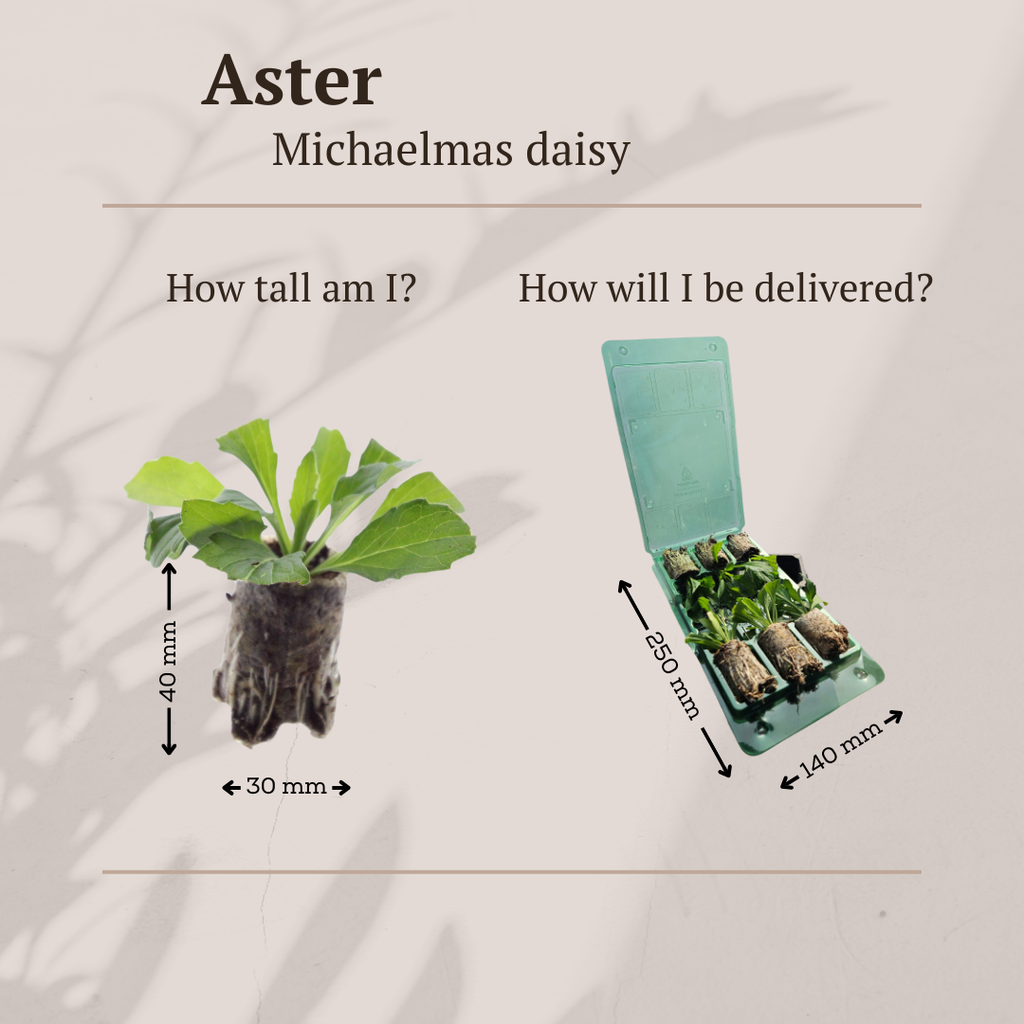 Aster