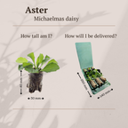 Aster