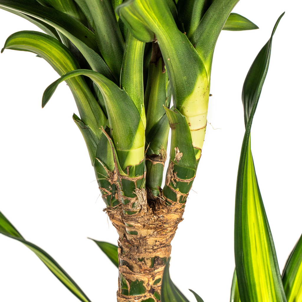 Dracaena Deremensis Rikki (Drachenbaum) mit Korb – Ø 24 cm, 130–150 cm hoch