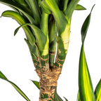 Dracaena Deremensis Rikki (Drachenbaum) mit Korb – Ø 24 cm, 130–150 cm hoch