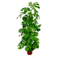 Monstera deliciosa XXL (Swiss cheese plant) – Ø27 cm, 180 cm high