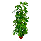 Monstera deliciosa XXL (Swiss cheese plant) – Ø27 cm, 180 cm high