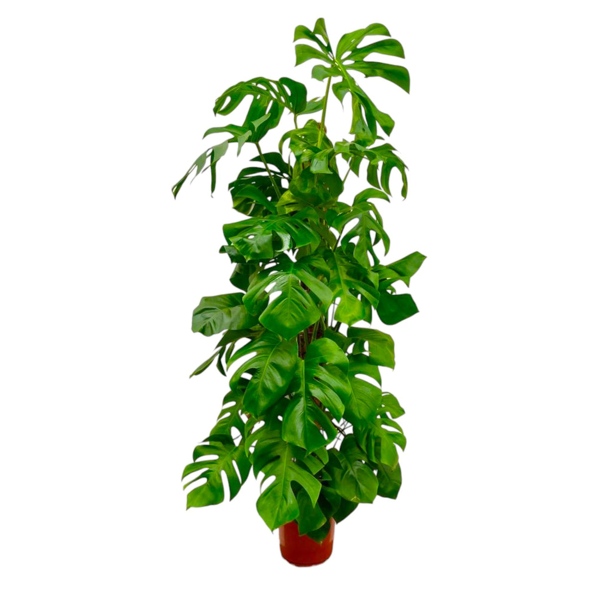 Monstera deliciosa XXL (Swiss cheese plant) – Ø27 cm, 180 cm high