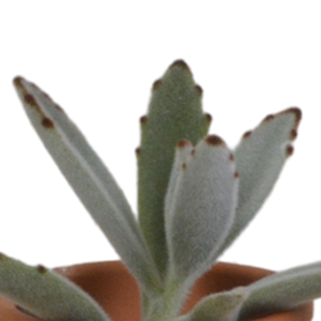 Vetplanten in terracotta pot – Ø6 cm, 13 cm hoog