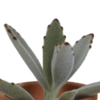 Vetplanten in terracotta pot – Ø6 cm, 13 cm hoog