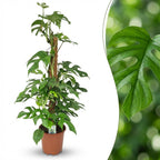 Monstera Minima (mini-monstera) – Ø19 cm, 90 cm høj