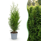Thuja occidentalis 'Smaragd' (levensboom) – 40 planten, Ø9 cm, 20–30 cm hoog