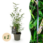 Fargesia 'Black Dragon' (bambus) – 2 planter, Ø14 cm, 35 cm høj