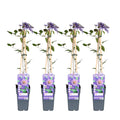 Clematis 'Multi Blue' (klematis) – 4 planter, Ø15 cm, 65 cm høje
