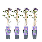 Clematis 'Multi Blue' (klematis) – 4 planter, Ø15 cm, 65 cm høje