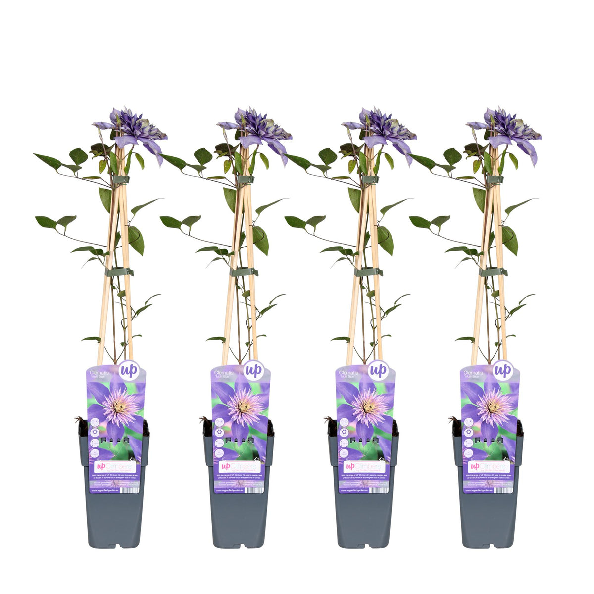Clematis 'Multi Blue' (bosrank) – 4 planten, Ø15 cm, 65 cm hoog
