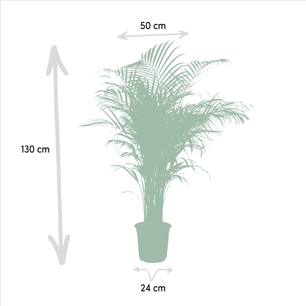 Areca palm (Dypsis) – Ø21 cm, 130 cm hoog