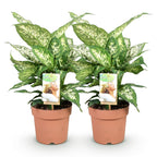 2× Diefenbachia Compacta (Dracaena) – Ø17 cm, 45–50 cm hoog