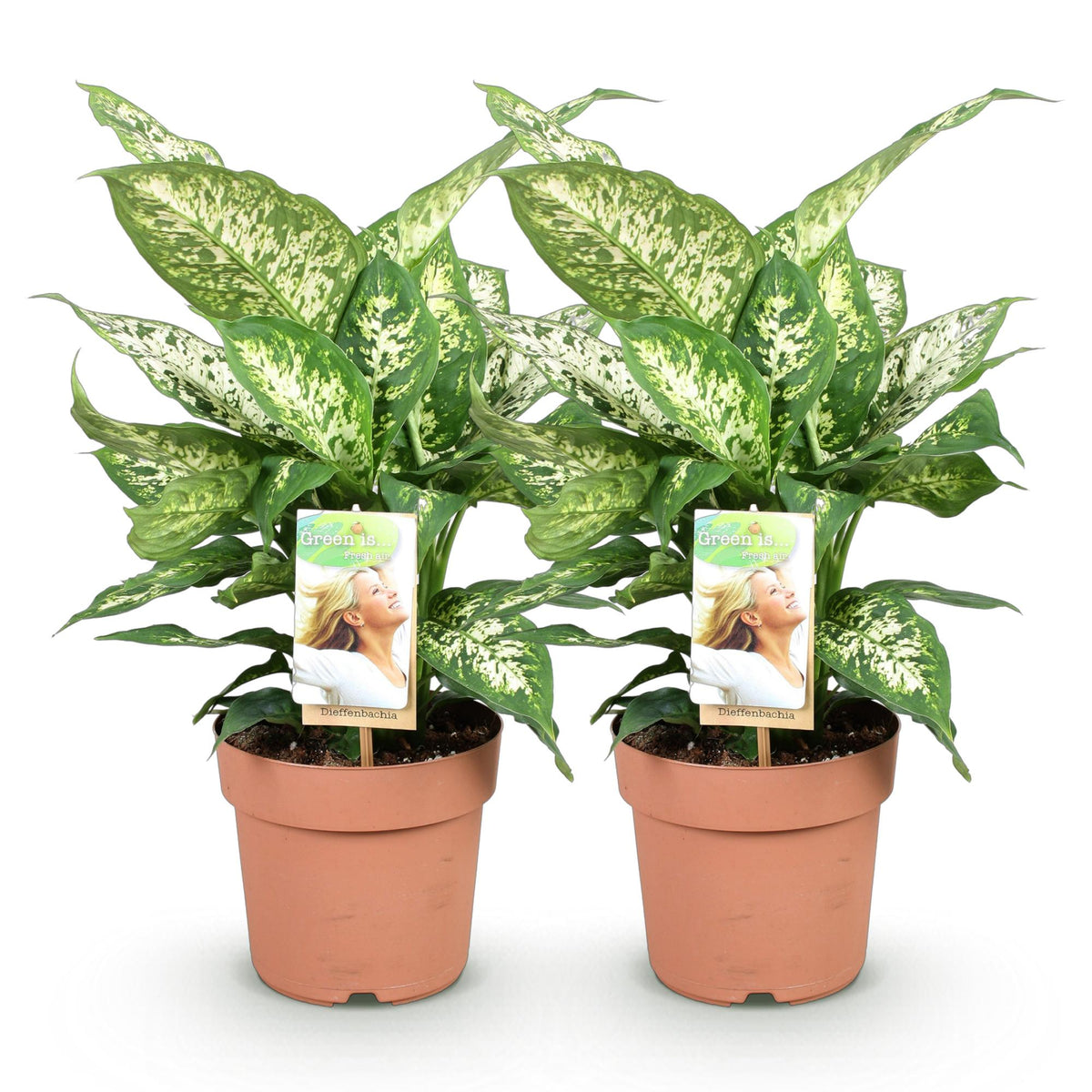 2× Diefenbachia Compacta (Dracaena) – Ø17 cm, 45–50 cm hoog