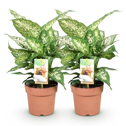 2× Diefenbachia Compacta (Dracaena) – Ø17 cm, 45–50 cm hoch