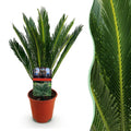 Cycas revoluta (palmebregne) – Ø15 cm, 45–55 cm høj