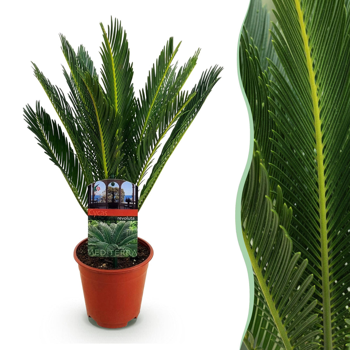 Cycas revoluta (palmebregne) – Ø15 cm, 45–55 cm høj