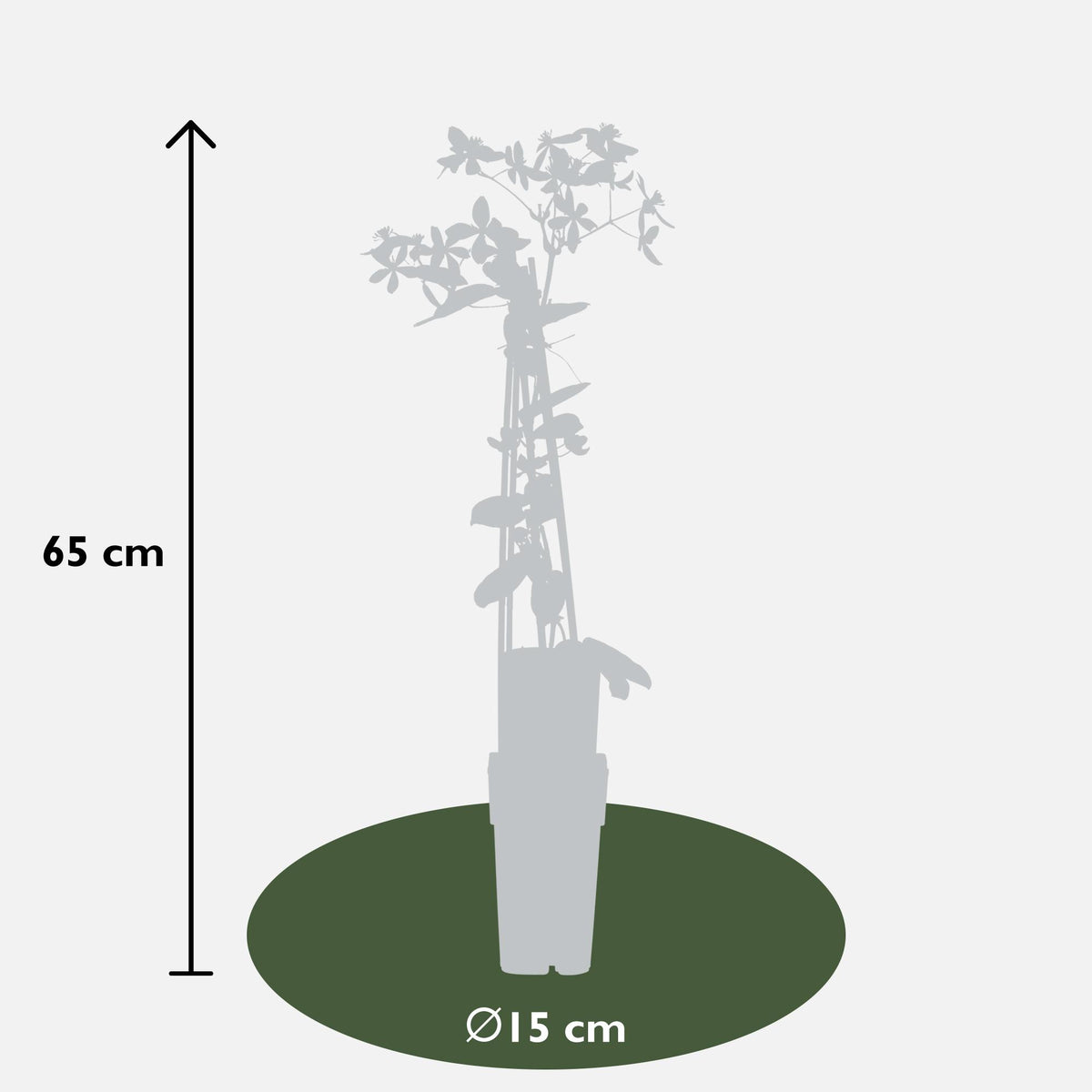 Clematis armandii 'Apple Blossom' (bosrank) – Ø15 cm, 65 cm hoog