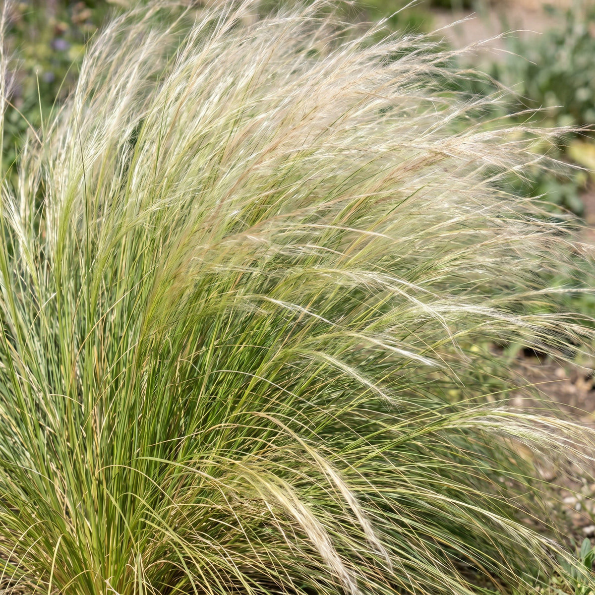 Stipa tenuissima 'Ponytails' (herbe à plumes) – 12 plants, Ø11 cm, 15–25 cm de haut – photo 5