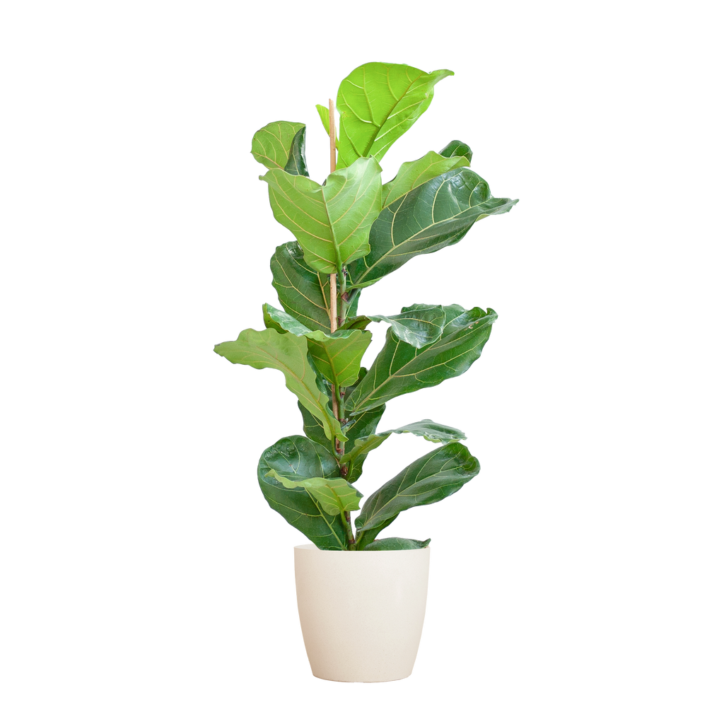 Ficus lyrata (vioolbladplant) in Potter-sierpot pot – Ø21 cm, 80 cm hoog – wit