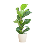 Ficus lyrata (vioolbladplant) in Potter-sierpot pot – Ø21 cm, 80 cm hoog – wit