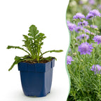 Scabiosa columbaria 'Butterfly Blue' (scabieuse) – violet – 3 plantes, Ø11 cm, 15–25 cm de haut