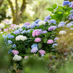 Hydrangea 'Endless Summer Blue' (pink) – blue-pink-white – 3 plants, Ø14 cm, 20–25 cm high