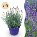 Lavandula angustifolia 'Hidcote' (lavande) – violet – 18 plants, Ø12 cm, 15–25 cm de haut