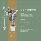 Clematis 'Garland Tsukiko' (Waldrebe) – Ø23 cm