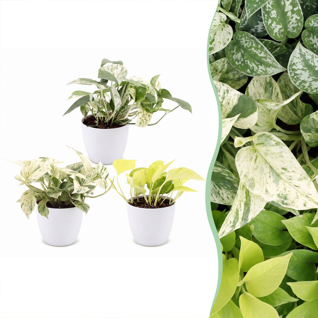 3× Epipremnum Tricolour (scindapsus) dans un pot blanc – Ø6 cm, 20–25 cm de haut