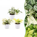 3× Epipremnum Tricolour (scindapsus) dans un pot blanc – Ø6 cm, 20–25 cm de haut