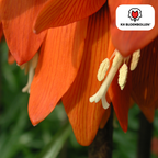 Kejserkrone 'Rubra' rødorange – 5 blomsterløg