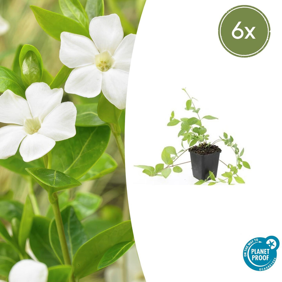 Vinca major 'Alba' (bigleaf vinca) – 6 plants, Ø9 cm, 10–25 cm high – photo 2
