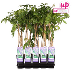 Wisteria sinensis 'Prolific' (Chinese wisteria) – Ø15 cm, 65 cm high