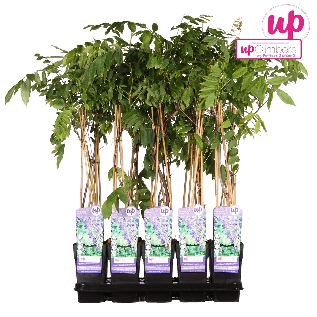 Wisteria sinensis 'Prolific' (Chinese wisteria) – Ø15 cm, 65 cm high – photo 7