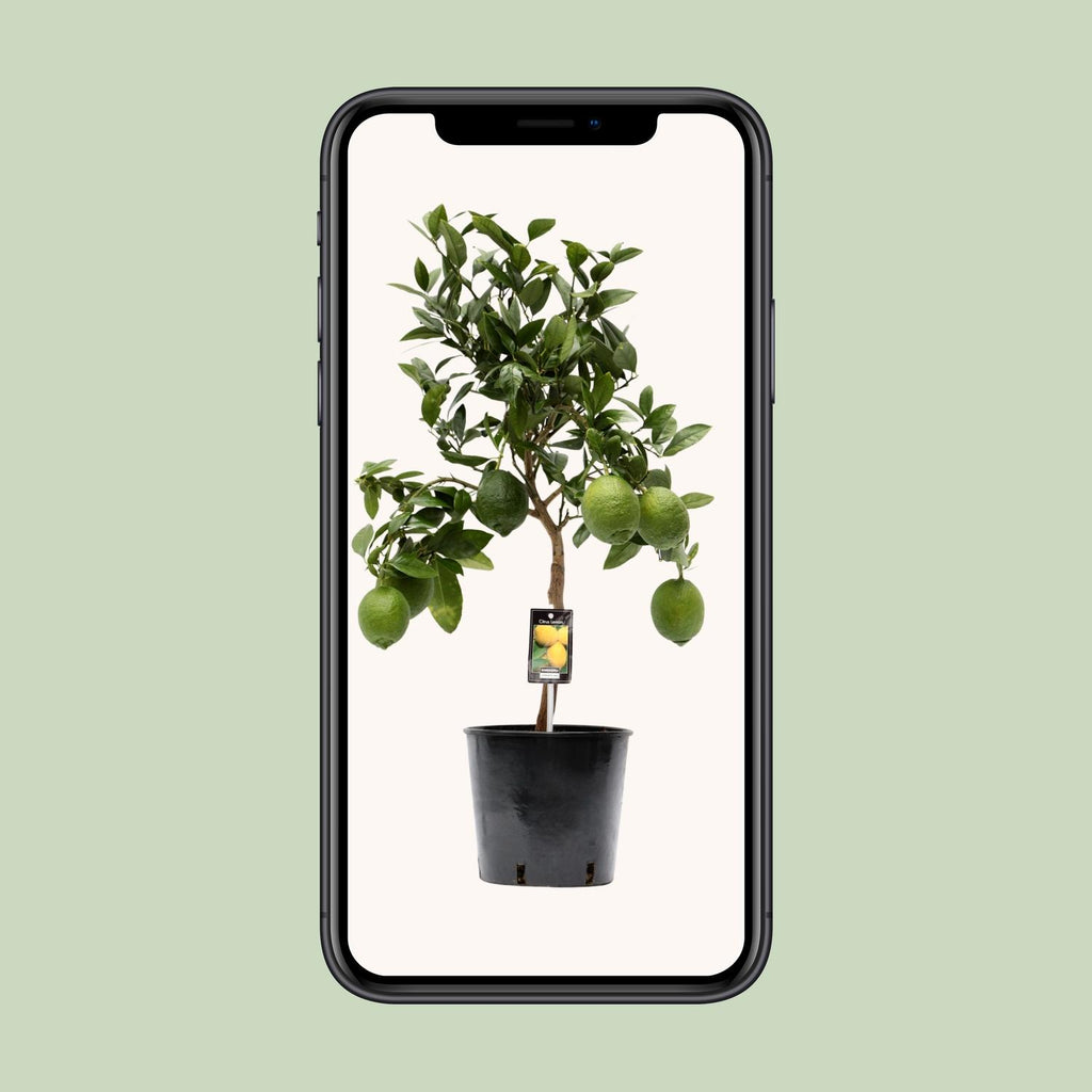 Zitrus 'Lemon' (Zitrusbäumchen) – Ø 22 cm, 80 cm hoch – Bild 4