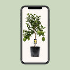 Zitrus 'Lemon' (Zitrusbäumchen) – Ø 22 cm, 80 cm hoch