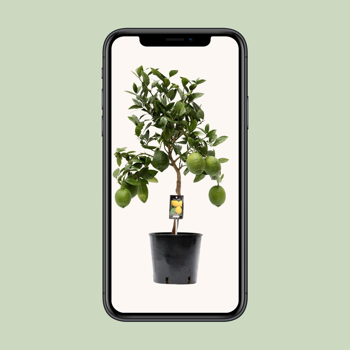 Citrus 'Lemon' (citrusboompje) – Ø22 cm, 80 cm hoog