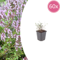 Thymus vulgaris (thym) – 60 plants, Ø9 cm, 10–25 cm de haut