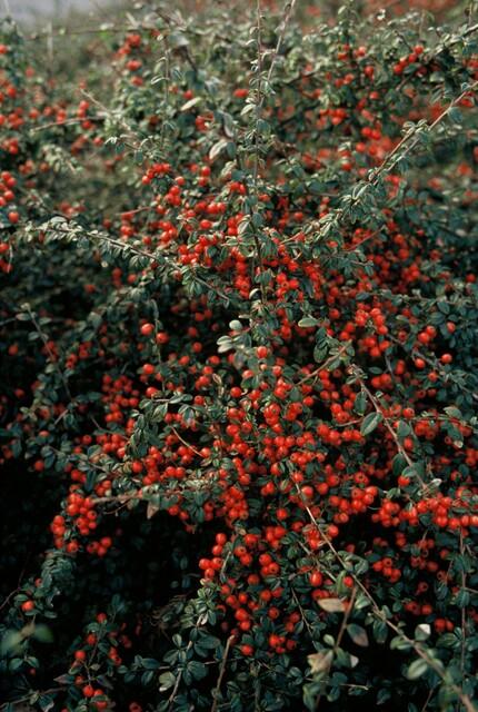 Cotoneaster suec. 'Coral Beauty' (cotoneaster) – 12 plants, Ø9 cm, 10–25 cm high