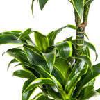 Dracaena Deremensis Dorado (drakenboom) – Ø21 cm, 100–120 cm hoog