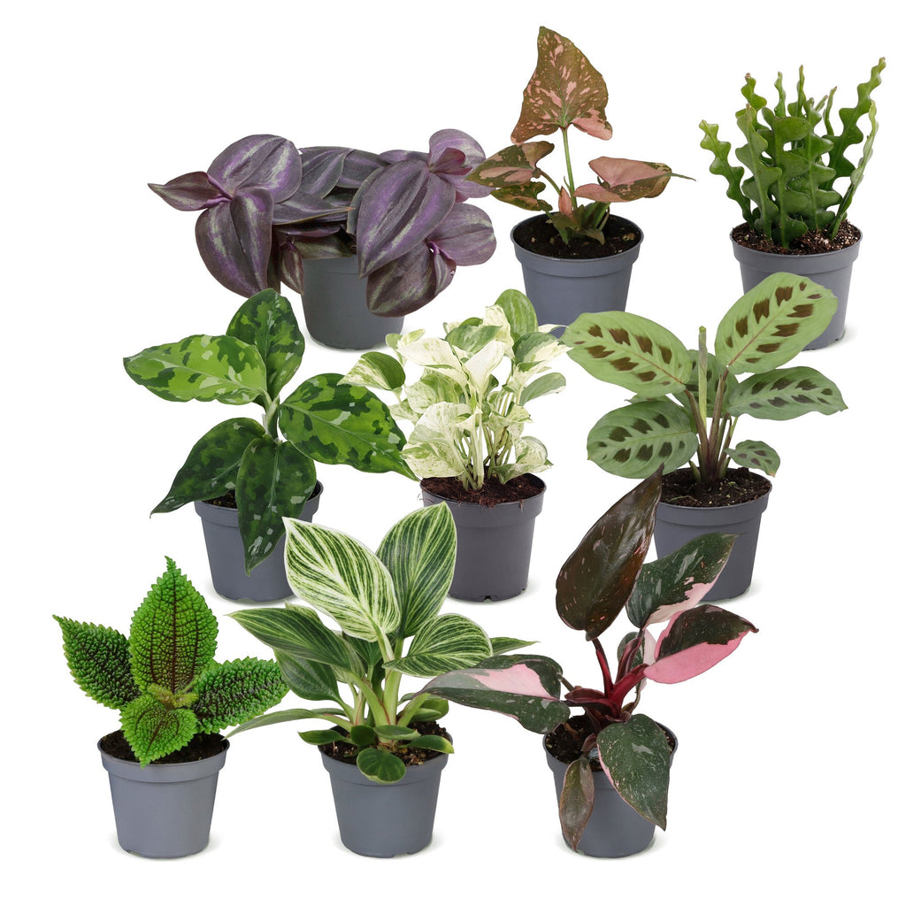 9× Box surprise de plantes d’intérieur – Ø6 cm, 5–15 cm de haut