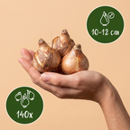 Gele narcis – 140 bloembollen (bolmaat 10/12)