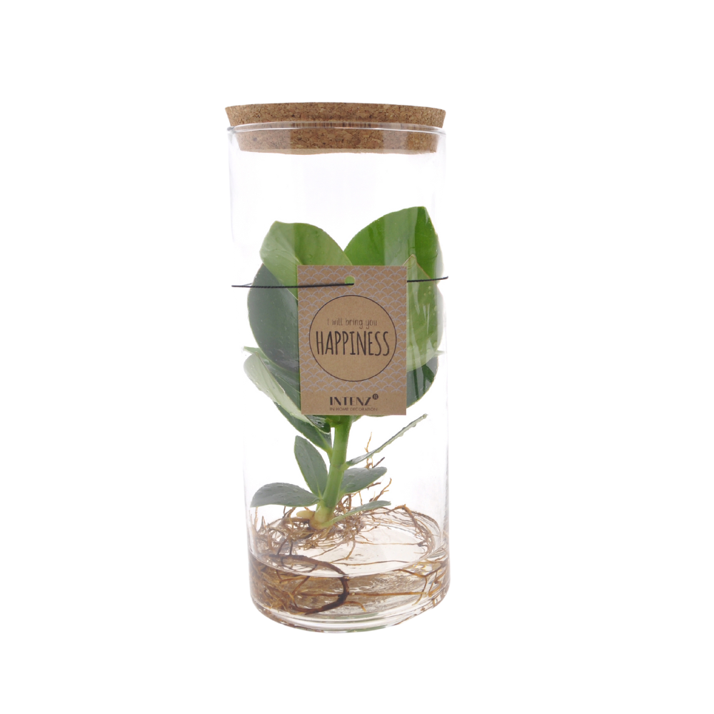 Clusia im Glaszylinder M – Ø 12 cm, 30 cm hoch