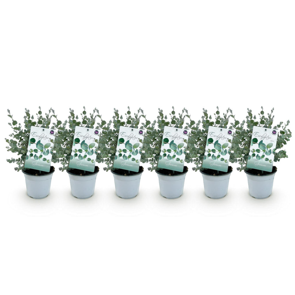 Eukalyptusbaum – 6 Pflanzen, Ø 14 cm, 30 cm hoch – Bild 2