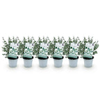 Eukalyptusbaum – 6 Pflanzen, Ø 14 cm, 30 cm hoch
