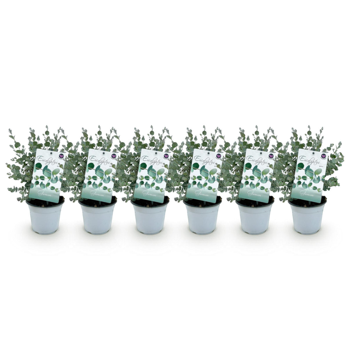 Eukalyptusbaum – 6 Pflanzen, Ø 14 cm, 30 cm hoch – Bild 2