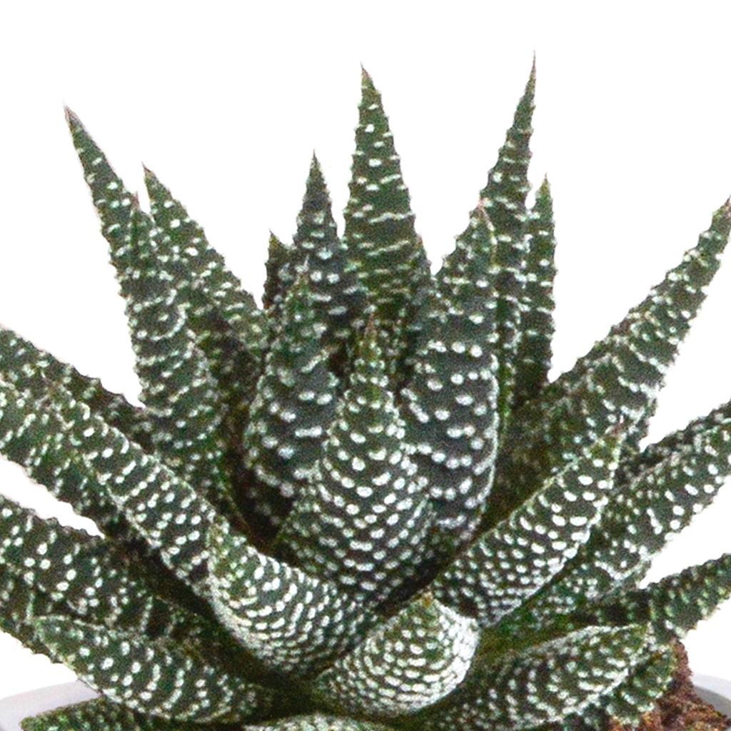 Mélange Gasteria/Haworthia – Ø9 cm, 18 cm de haut
