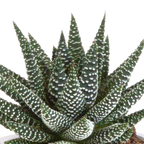 Mélange Gasteria/Haworthia – Ø9 cm, 18 cm de haut